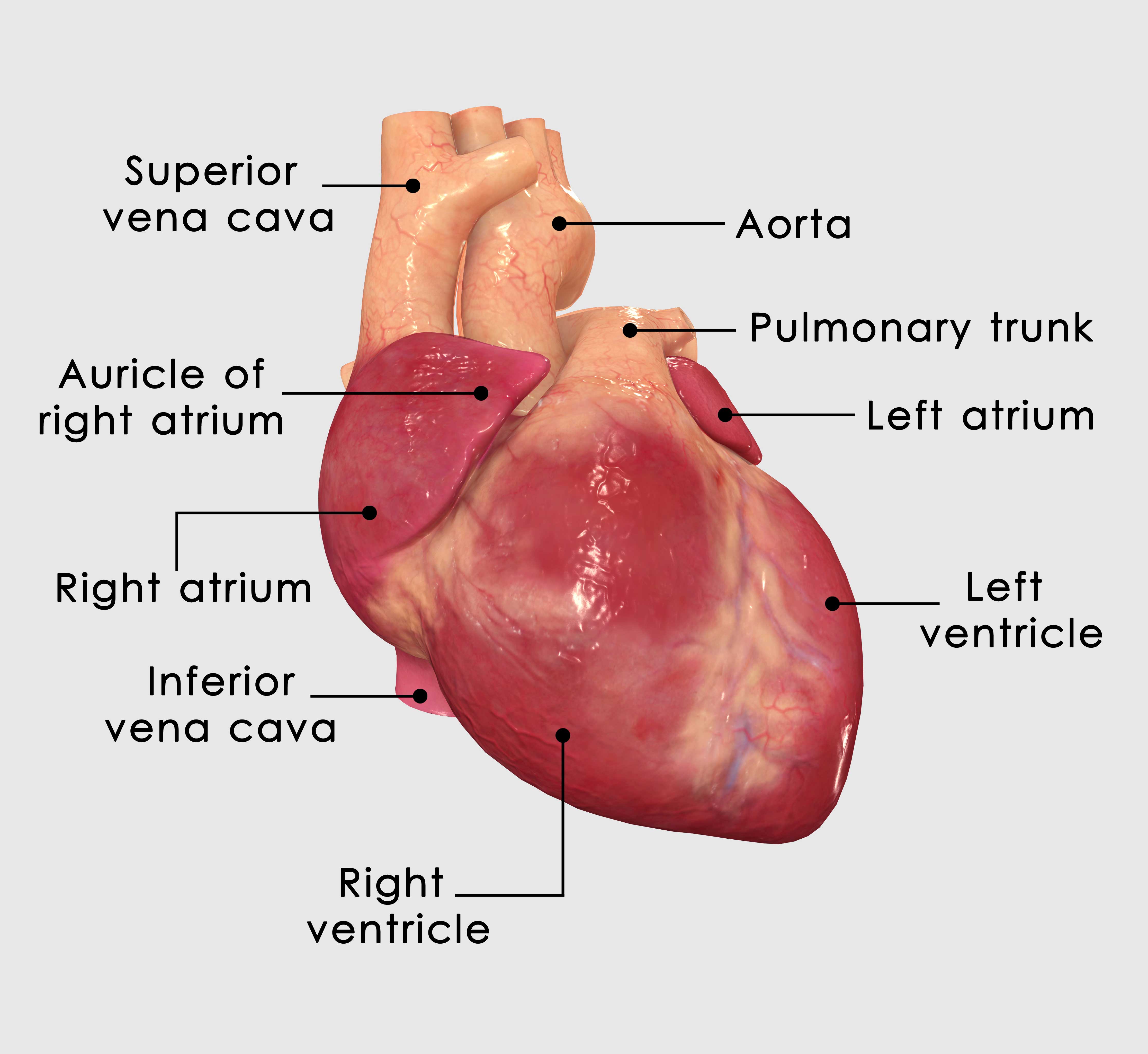 heart right and left atrium